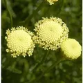 Produktbild: Grünes Heiligenkraut - Santolina rosmarinifolia