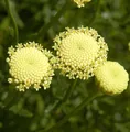 Produktbild: Grünes Heiligenkraut - Santolina rosmarinifolia