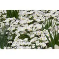 Produktbild: Anemone blanda 'White Splendour' - Garten-Strahlen-Windröschen 'White Splendour' - 9cm Topf