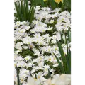 Produktbild: Anemone blanda 'White Splendour' - Garten-Strahlen-Windröschen 'White Splendour'