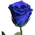Produktbild: Kunstblume Ewige Rose konserviert mit Stiel echte haltbare Blume Rose, ROSEMARIE SCHULZ Heidelberg, Höhe 30 cm, Infinity Rose, Geschenk für Frauen, Valentinstag, Made in Germany blau Ø 5 cm x 30 cm x 30 cm