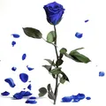 Produktbild: Ewige Rose Blau - haltbar 3 Jahre echte Rosen konserviert mit Stiel 30-35cm lang in Box - unendliche Rosen haltbar für Damen Geschenke mit blauen Augen und für blaue Blumenvase (Blau)
