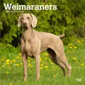 Produktbild: Weimaraners | 2026 12 x 24 Inch (Hanging) Monthly Square Wall Calendar | Plastic-Free | BrownTrout | Animals Dog Breeds