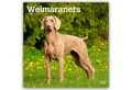 Produktbild: Wandkalender Weimaraners - Weimaraner 2026 - 16-Monatskalender