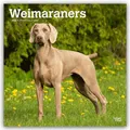 Produktbild: Weimaraners - Weimaraner 2026 - 16-Monatskalender