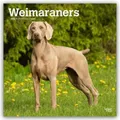 Produktbild: Weimaraners - Weimaraner 2026 - 16-Monatskalender Browntrout Publishers