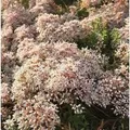 Produktbild: Niedriger Weißer Mauerpfeffer Coral Carpet - Sedum album