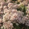 Produktbild: Niedriger Weißer Mauerpfeffer Coral Carpet - Sedum album