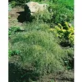 Produktbild: Betula Pendula Karaca Hängebirke 30–40 cm