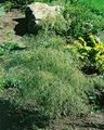 Produktbild: Pflanzen für Dich Gehölze Betula pendula Karaca, 1 St., Hängebirke, Sandbirke, Weißbirke