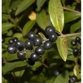 Produktbild: Schwarzgrüner Liguster 40-60cm -  Ligustrum vulgare