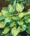 Produktbild: Pflanzen für Dich Staude Hosta fortunei Sharmon, 1 St., Funkie