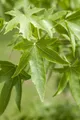 Produktbild: Pflanzen für Dich Baum Liquidambar styraciflua, 1 St., Amberbaum, Amerikanischer Amberbaum, Seesternbaum, herbstfärbung, sternförmige blätter