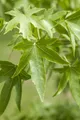 Produktbild: Liquidambar styraciflua, Amberbaum, 150–175 cm