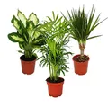 Produktbild: Exotenherz -Zimmerpflanzen-Set Dieffenbachia Chamaedorrea elegans- Dracaena marginata 3 Pflanzen pflegeleicht luftreinigend 12cm Topf