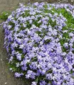 Produktbild: BALDUR Garten 3x Blauer Teppich-Phlox, Pflanzen im 9x9 cm-Topf, winterhart, Polsterphlox, Polster-Flammenblume, Polsterstauden, Teppichphlox, Phlox subulata, trockenresistent, bienenfreundlich