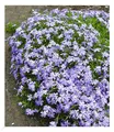 Produktbild: Blauer Teppich-Phlox, 3 Pflanzen