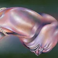 Produktbild: Walt Disco: The Warping -   - (CD / T)