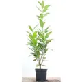 Produktbild: Prunus laurocerasus 'Caucasica' 40-60 cm