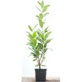 Produktbild: Prunus Laurocerasus 'caucasica' C 40- 60