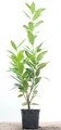 Produktbild: Prunus laurocerasus 'Caucasica', Kirschlorbeer, immergrün, 40–60 cm