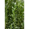 Produktbild: Ilex crenata 'Fastigiata' 125-150 cm