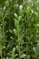 Produktbild: Ilex crenata 'Fastigiata', Japanische Stechpalme, 125–150 cm