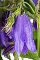 Produktbild: Campanula punctata 'Sarastro' 11x11 cm Topf – Winterhart, Mehrjährig, Pflegeleicht – Glockenblume – Staude für Beet & Rabatte