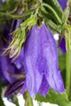 Produktbild: Pflanzen für Dich Staude Campanula punctata Sarastro, 1 St., Punktierte Glockenblume, Sarastro-Glockenblume