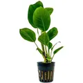 Produktbild: Aquarium Pflanze Anubias Heterophylla Topf Nr.302