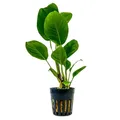 Produktbild: AquaOne Aquarium Pflanze Anubias heterophylla I Wasserpflanze Aquariumpflanze Wurzelstock/Rhizom voll durchwurzelt einfach pflegeleicht Aquascaping Dekoration