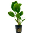 Produktbild: Aquaone Wasserpflanze Aquarium Pflanze Anubias heterophylla Topf Nr.302