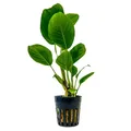 Produktbild: Aquarium Pflanze Anubias heterophylla Wasserpflanzen Aquascaping AquaOne Nr.302