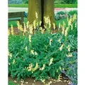 Produktbild: Digitalis Grandiflora Großblütiger Fingerhut Ca. 9x9 cm Topf