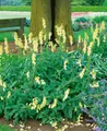 Produktbild: Pflanzen für Dich Staude Digitalis grandiflora, 1 St., Großblütiger Fingerhut, Gelber Fingerhut