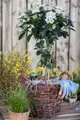 Produktbild: Viburnum tinus, Lorbeer-Schneeball, immergrün, 80–100 cm