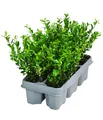 Produktbild: Dehner Japanischer Ilex Jenny, Stechpalme, 6 Stück, immergrün, ca. 10-15 cm, Laubstrauch