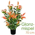 Produktbild: Künstliche Glanzmispel Photinia Kunstpflanze Künstliche Pflanze 70cm Decovego