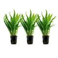 Produktbild: AquaOne Aquarium Pflanze 3 Stück Microsorum pteropus I Wasserpflanze Aquariumpflanze Wurzelstock/Rhizom voll durchwurzelt einfach pflegeleicht Aquascaping Dekoration