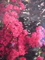 Produktbild: Lagerstroemia indica Pink Velour - Chinesische Kräuselmyrte - 40-60cm
