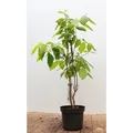 Produktbild: Calycanthus Floridus Gewürzstrauch Aromatisch 40–60 cm