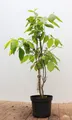Produktbild: Pflanzen für Dich Gehölze Calycanthus floridus, 1 St., Gewürzstrauch, Carolina-Gewürzstrauch, Echter Gewürzstrauch