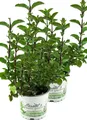 Produktbild: Enseleits 2er Set Minze Hillarys sweet lemon, Minze Pflanze, Winterharte Kräuter Pflanze!