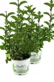 Produktbild: 2er Set Minze Hillarys sweet lemon, Minze Pflanze, Winterharte Kräuter Pflanze!