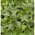 Produktbild: Gemeiner Efeu 80-100cm - Hedera helix