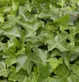 Produktbild: Gemeiner Efeu 80-100cm - Hedera helix