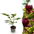 Produktbild: GreenboutiQ - Gartenpflanze - Magnolia Genie - Blüte Lila - 1 Pflanze - Laubabwerfend - Wenig Pflege - Topf 12cm Höhe 30cm