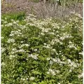 Produktbild: Waldaster Eastern Star - Aster divaricatus