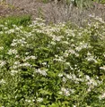 Produktbild: Waldaster Eastern Star - Aster divaricatus