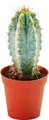 Produktbild: Pilosocereus azureus - kleine Pflanze im 5,5cm Topf